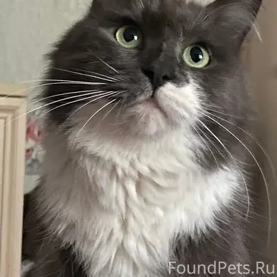 Найден кот, найден на ул. Маркова
