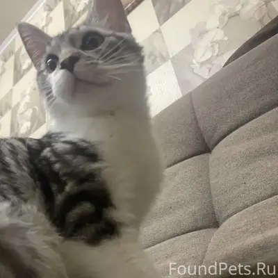 Пропала кошка, 11 мкрн
