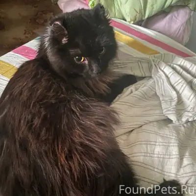 Найден чёрный кот, 6 мкр