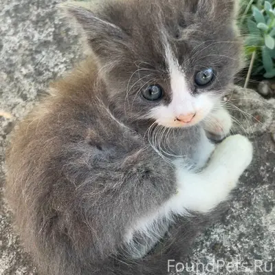Пропал котёнок, ул. Гурзуфская