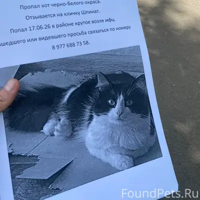 Пропал кот, Орехово-Зуево, район Крутого