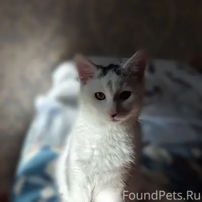 Пропал котёнок Котя, район ул. Коммунистической, 88