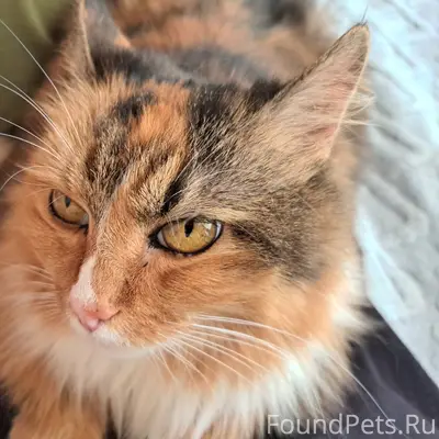 Пропала кошка, ул. Гражданская
