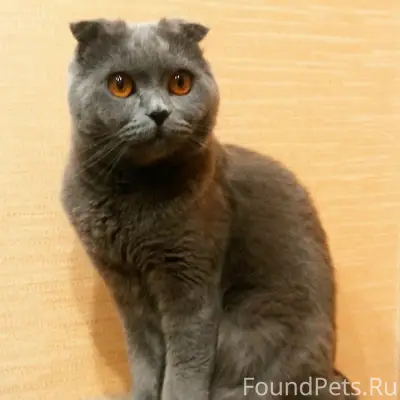 Пропал кот Бесик, пропал в подъезде