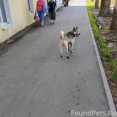 Пропала собака, похожа на лайку, Переславль