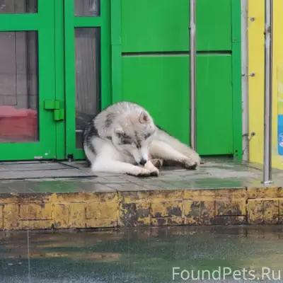 Найден хаски, у Пятерки рядом с рынком