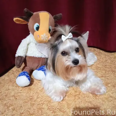 Пропала собака Нина