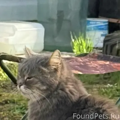 Пропал кот, Поповка