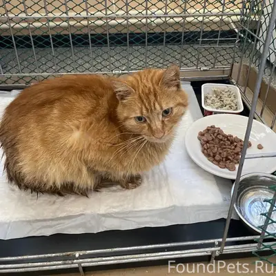 Найдена кошка, рыжий окрас, Бежицкий район