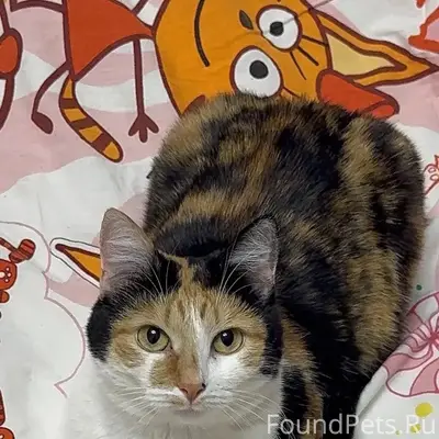 Пропала трёхцветная кошка, район Восточного д 6