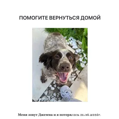 Пропала девочка спаниель Джемма, Оренбург