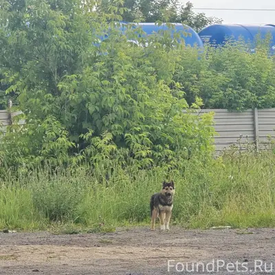 Найден щенок, похож на овчарку, Заречье