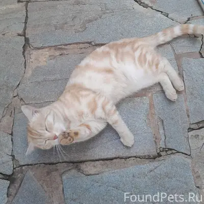 Найден рыжий кот, улица Липовая