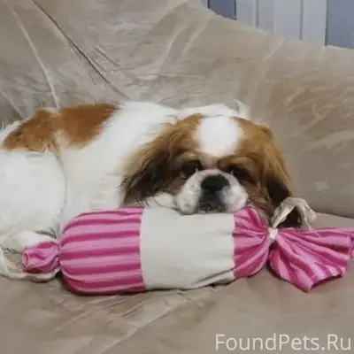 Пропал японский хин Тимофей, Бессергеновка