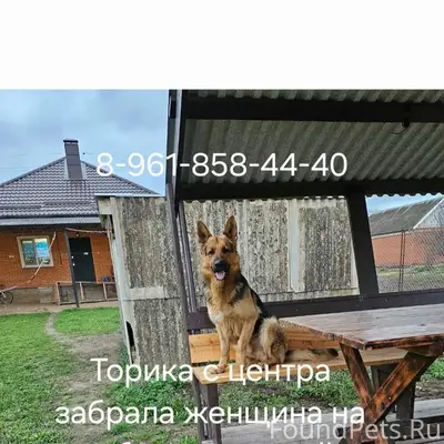 Пропал овчар Тор