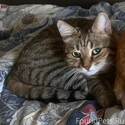Пропал кот Руся, район Рощи