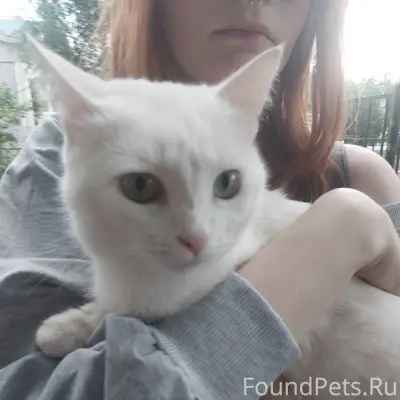 Пропала белая кошка, сад Фрунзе на Чичерина