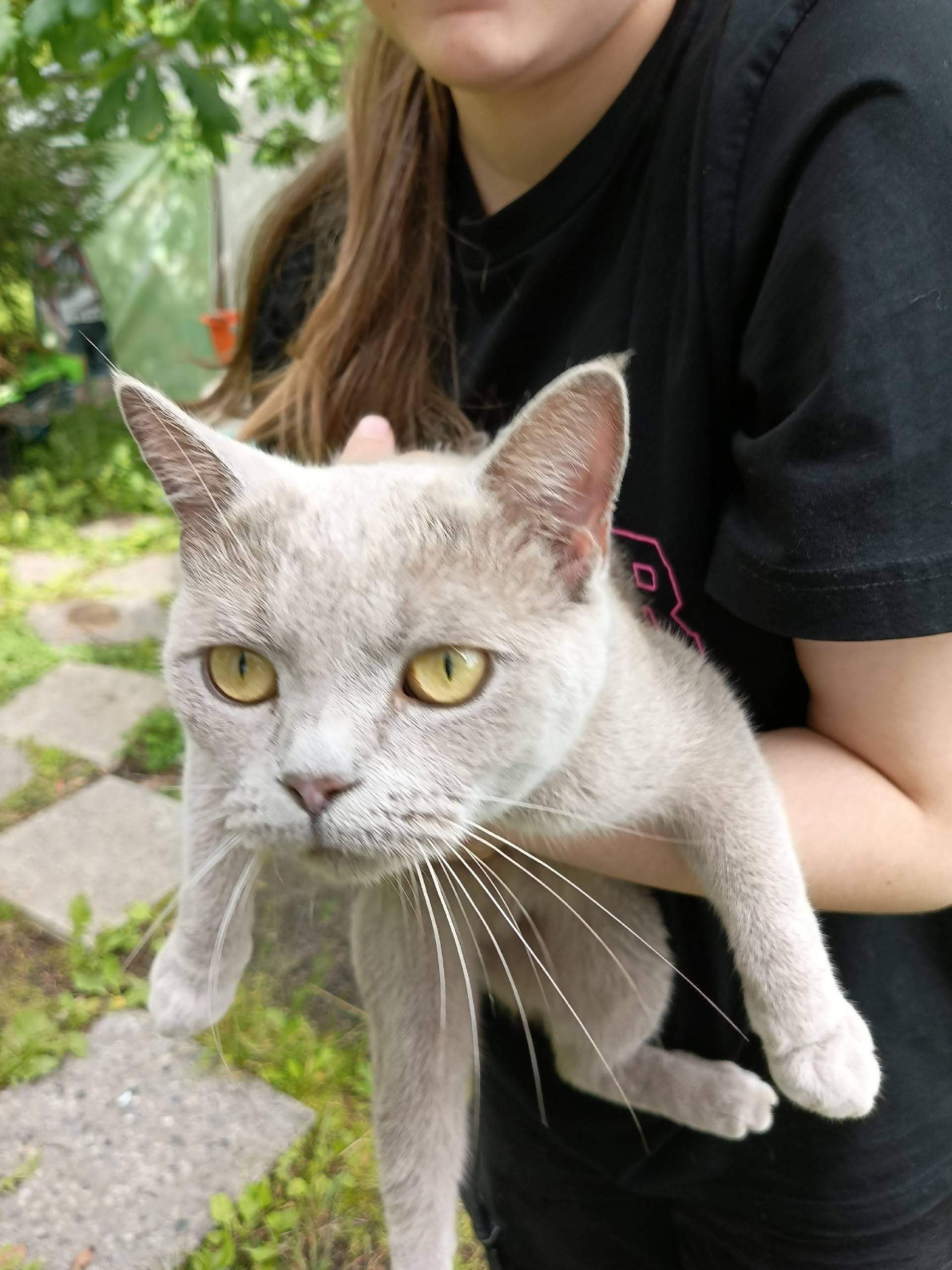 Найдена молодая кошка, СНТ 'Гея'