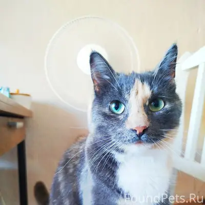 Пропала кошка Соня, Советов 42а