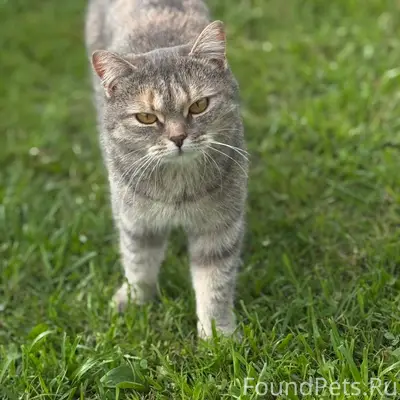 Пропала кошка, район Новогодняя/Садовая