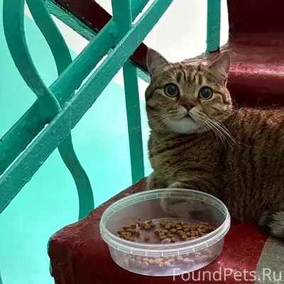 Найдена домашняя кошка, ул. Дзержинского