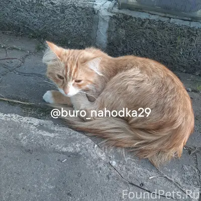 Найдена кошка, район Большой Макси