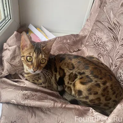 Пропала бенгальская кошка Клепа, улица Ленина