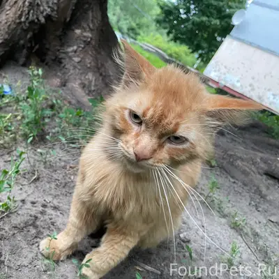 Найдена кошка, Володарский район