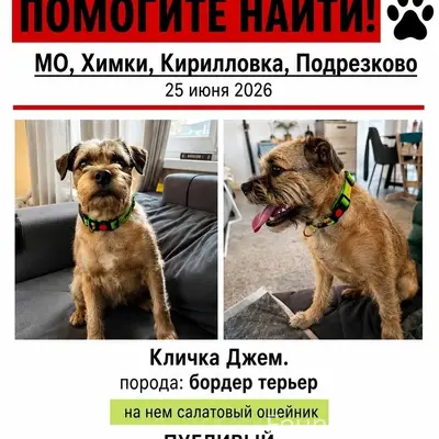 Пропала бордер-терьер Джем, Химки
