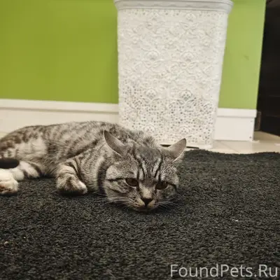 Найден кот, Омулевского 63