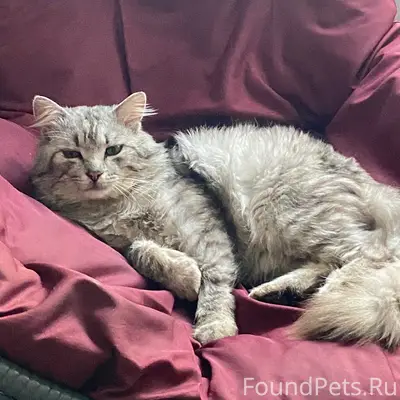 Пропал кот