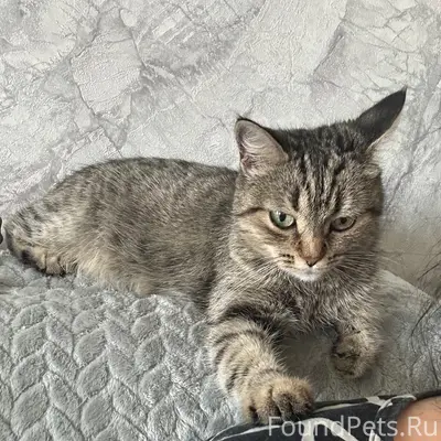 Пропала кошка, г. Серпухов