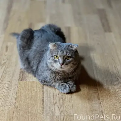 Пропал кот Ворчун, Ручей/кузнечиха