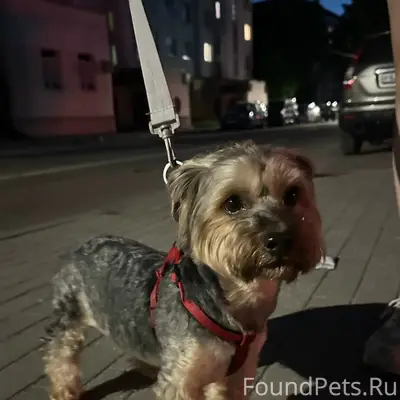 Найден тип собака, район больницы