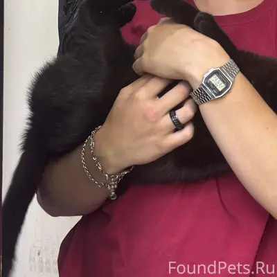 Найден кот, Вокзальная 61