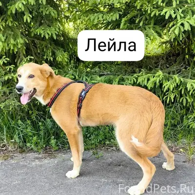Пропала собака Лейла, деревня Савинская