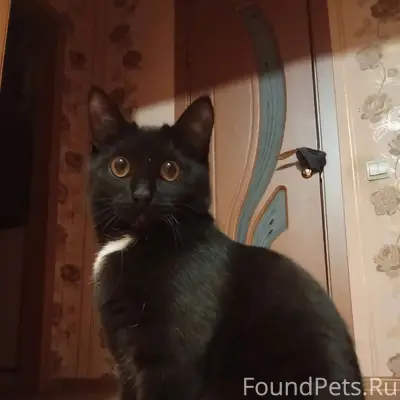 Пропала чёрная кошка Лисик, СНТ 'Ручеёк'