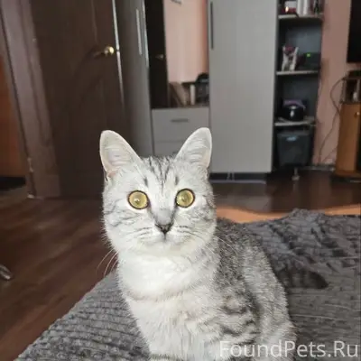 Пропал кот Борис, Слободка