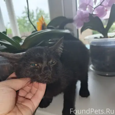 Найдена кошка, возле магазина