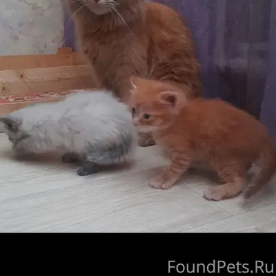 Пропала кошка Мура, Финские, район 1 школы