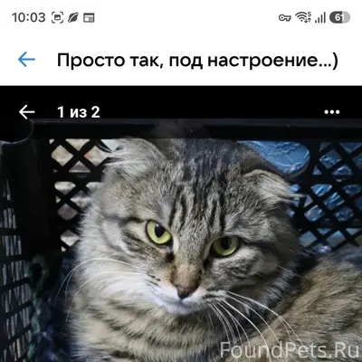 Пропала вислоухая кошка, Веш. 5, корп.4