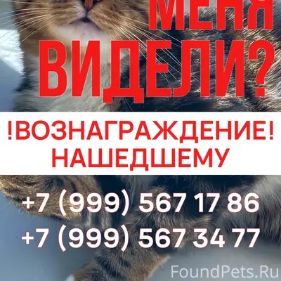 Пропала кошка Френсис, Первомайский район