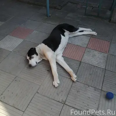 Пропала алабай Ника, район Тропы здоровья