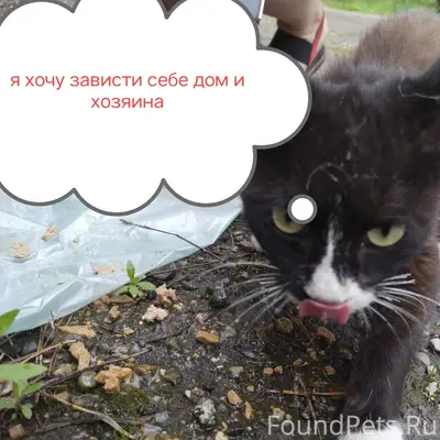 Найден маленький кот, Хабаровский край