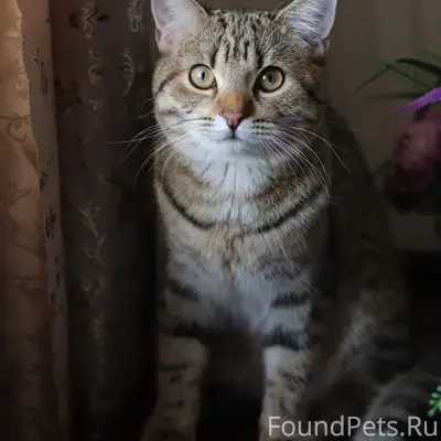 Пропал кот, улица Белинского