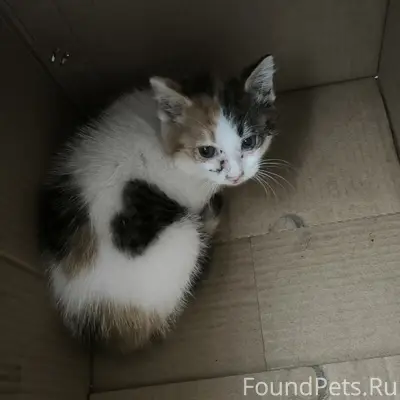 Найден маленький котёнок-девочка
