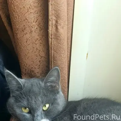 Пропала кошка Плюша, Охотничий 25