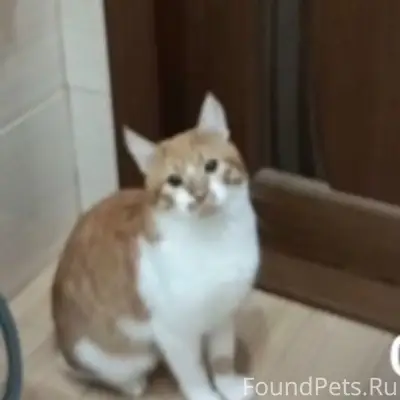 Пропал рыжий кот Лео, Новочебоксарск