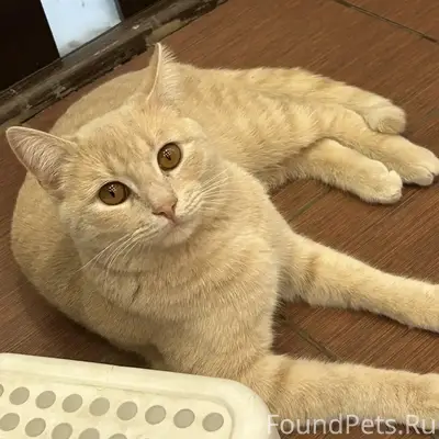 Пропал кот, улица Родниковая