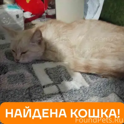 Найдена кошка, Заводской район, Саратов